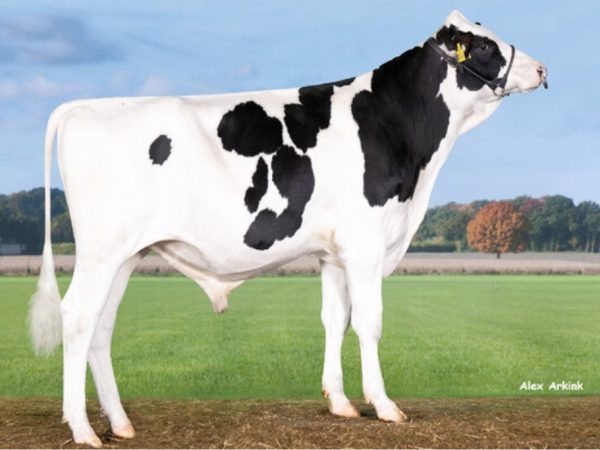 Arktic 787599 stier