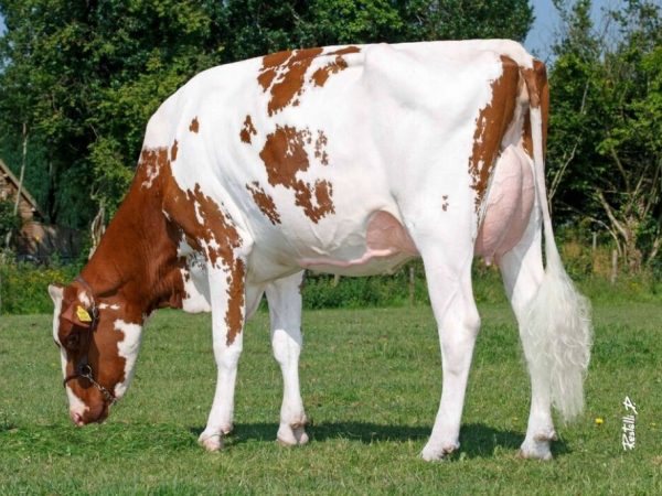 Astor Red 220096 3rd Dam_ DG R Adalyne Red VG-87-NL 2yr
