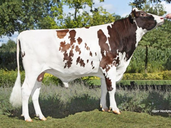 Broekhuizen Writer PP Red 57410 stier