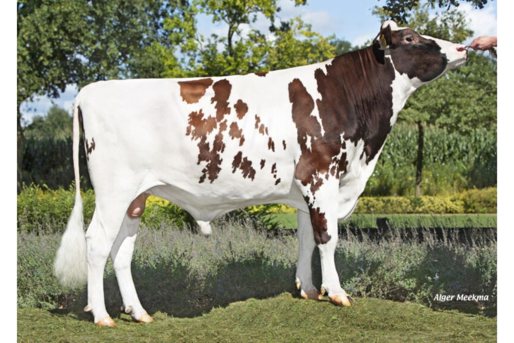 Broekhuizen Writer PP Red 57410 stier