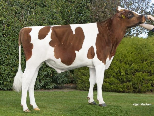 Drouner Postman Red 361240 stier