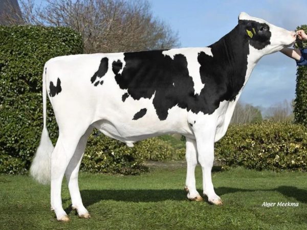 Jeans Mile 391201 stier