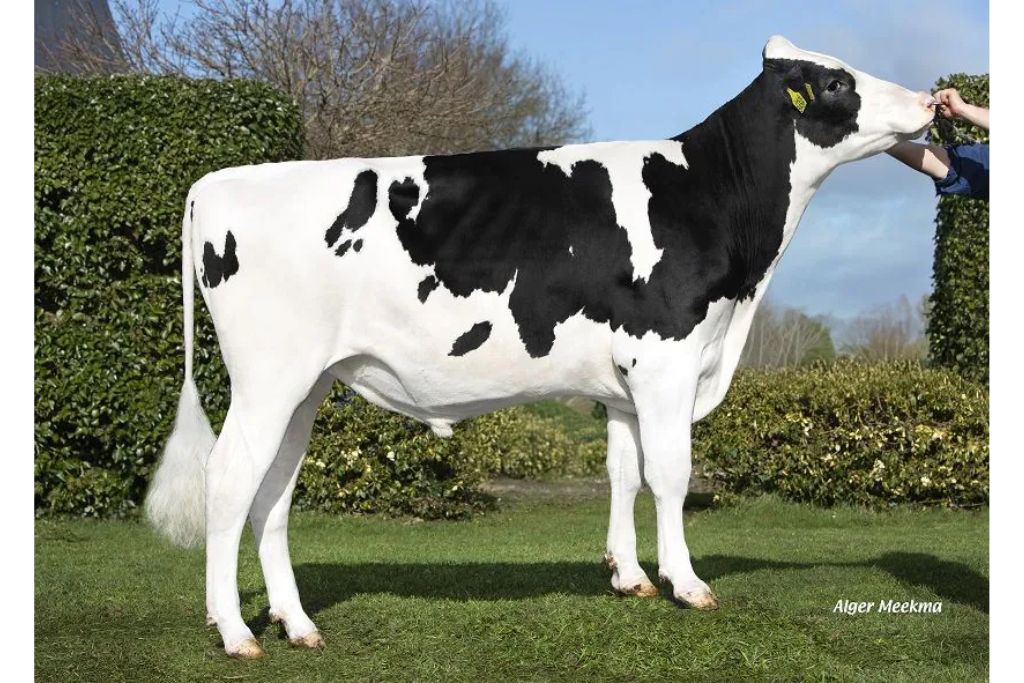 Jeans Mile 391201 stier